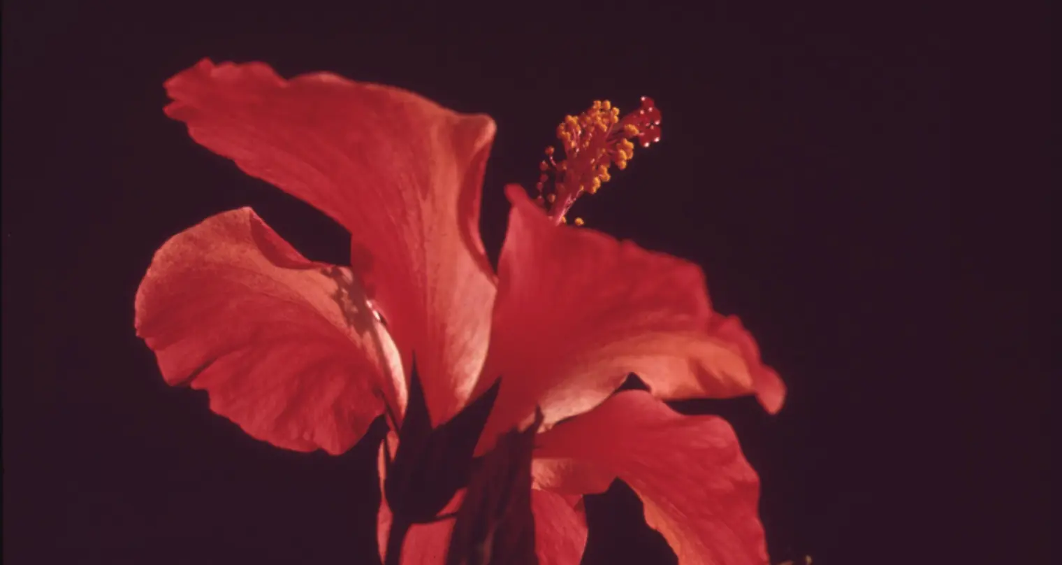 Weddings Photography close up of a red flower.
